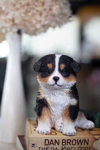 Soreal australian shepherd - australian,