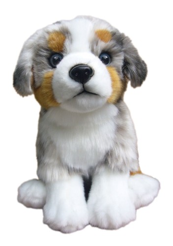 Australian shepherd puppy - australian,