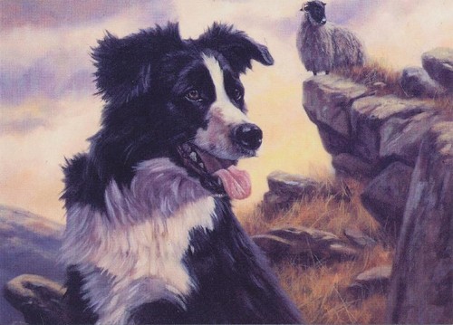 Border collie sheep - border,
