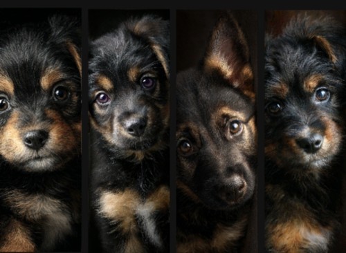 German shepherd puppy - shepherd,