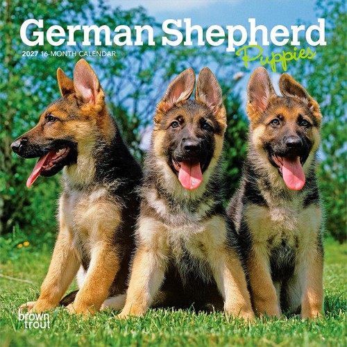 German shepherd puppies - german, mini