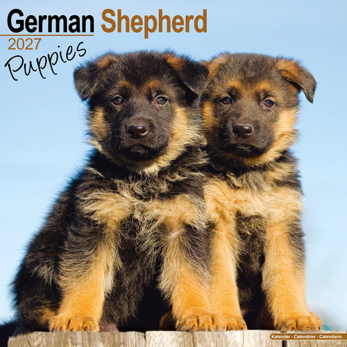 German shepherd puppies 2027 - puppies,