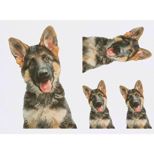 German shepherd puppy - 'german, puppy'