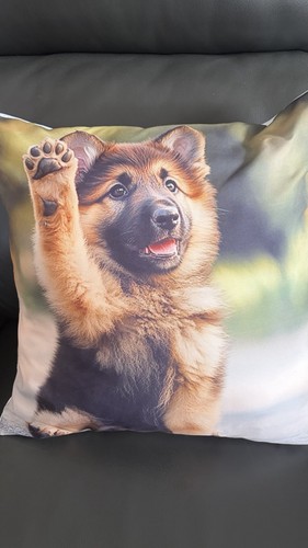 German shepherd puppy