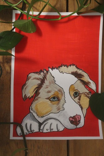 Australian shepherd puppy - australian,