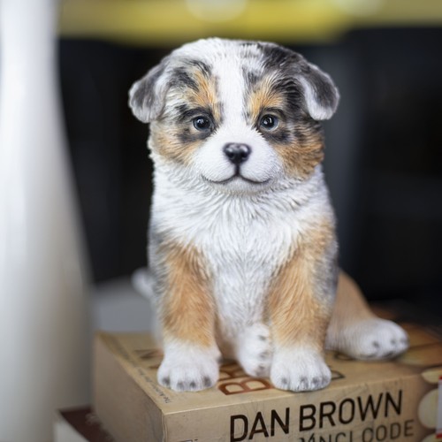 Soreal australian shepherd - soreal,