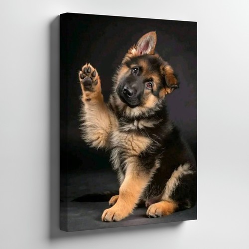 Cute german shepherd puppy - shepherd,