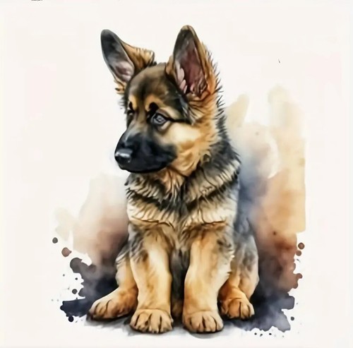 German shepherd puppy full - shepherd,